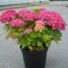 Hortensia Macrophylla Rosita/pot De 7,5l - 40/60 Cm -Terre et Verdure 63ed48d23298a8.09569218