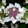 Hortensia Aspera Sargentiana/pot De 3l - 20/40 Cm 2 Hortensia Aspera Sargentiana/pot De 3l - 20/40 Cm -Terre et Verdure 63ed48f1c458d1.92732779