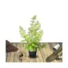 Hortensia Paniculata Limelight/pot De 7,5l - 60/80 Cm -Terre et Verdure 63ed48fb1ab255.43023341