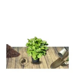 Hortensia Macrophylla Leuchtfeuer/pot De 3l - 20/40 Cm -Terre et Verdure 63ed4918955881.64548669