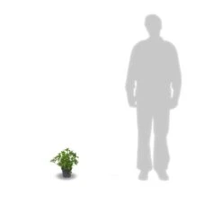 Hortensia Macrophylla Leuchtfeuer/pot De 3l - 20/40 Cm -Terre et Verdure 63ed4918a19602.32274856