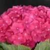 Hortensia Macrophylla Leuchtfeuer/pot De 3l - 20/40 Cm -Terre et Verdure 63ed4918a8a0c1.22663369