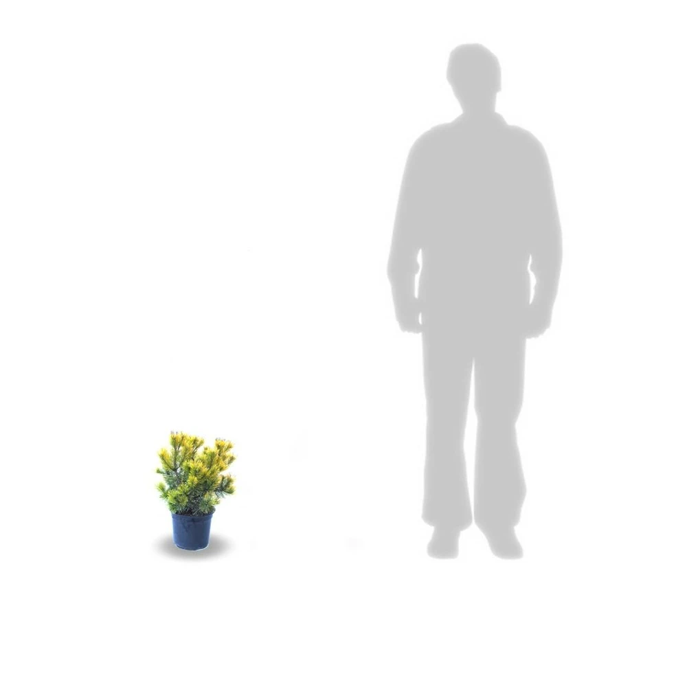 Pin De Montagne Mugo Winter Gold/pot De 3l - 20/40 Cm 3 Pin De Montagne Mugo Winter Gold/pot De 3l - 20/40 Cm