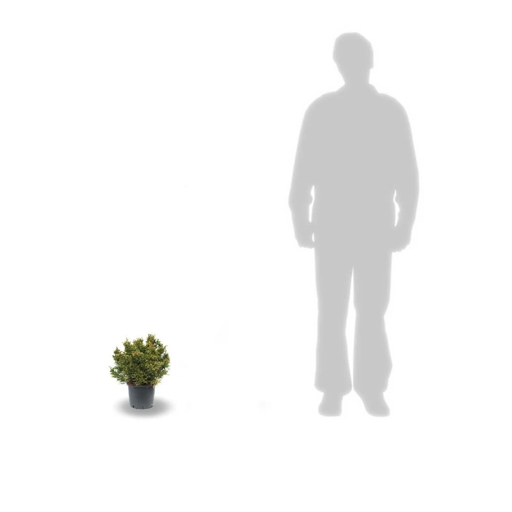 Cèdre Du Japon Japonica Bandai Sugi/pot De 3l - 20/40 Cm 4 Cèdre Du Japon Japonica Bandai Sugi/pot De 3l - 20/40 Cm – Image 2