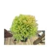 Cèdre Du Japon Japonica Globosa Nana/pot De 12l - 50/60 Cm -Terre et Verdure 63ed4ccfa2b6e4.08307779