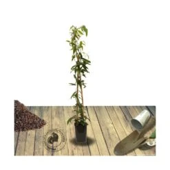 Clématite Armandii Snowdrift/pot De 6l - Tipi Bambou 90/150 Cm -Terre et Verdure 63ed526f7a8646.18317773