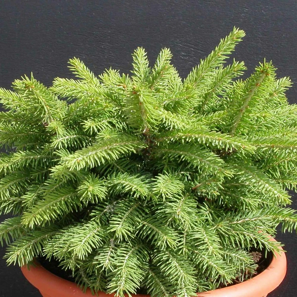 Épicéa Commun Abies Nidiformis/godet - 5/20 Cm 4 Épicéa Commun Abies Nidiformis/godet - 5/20 Cm – Image 2