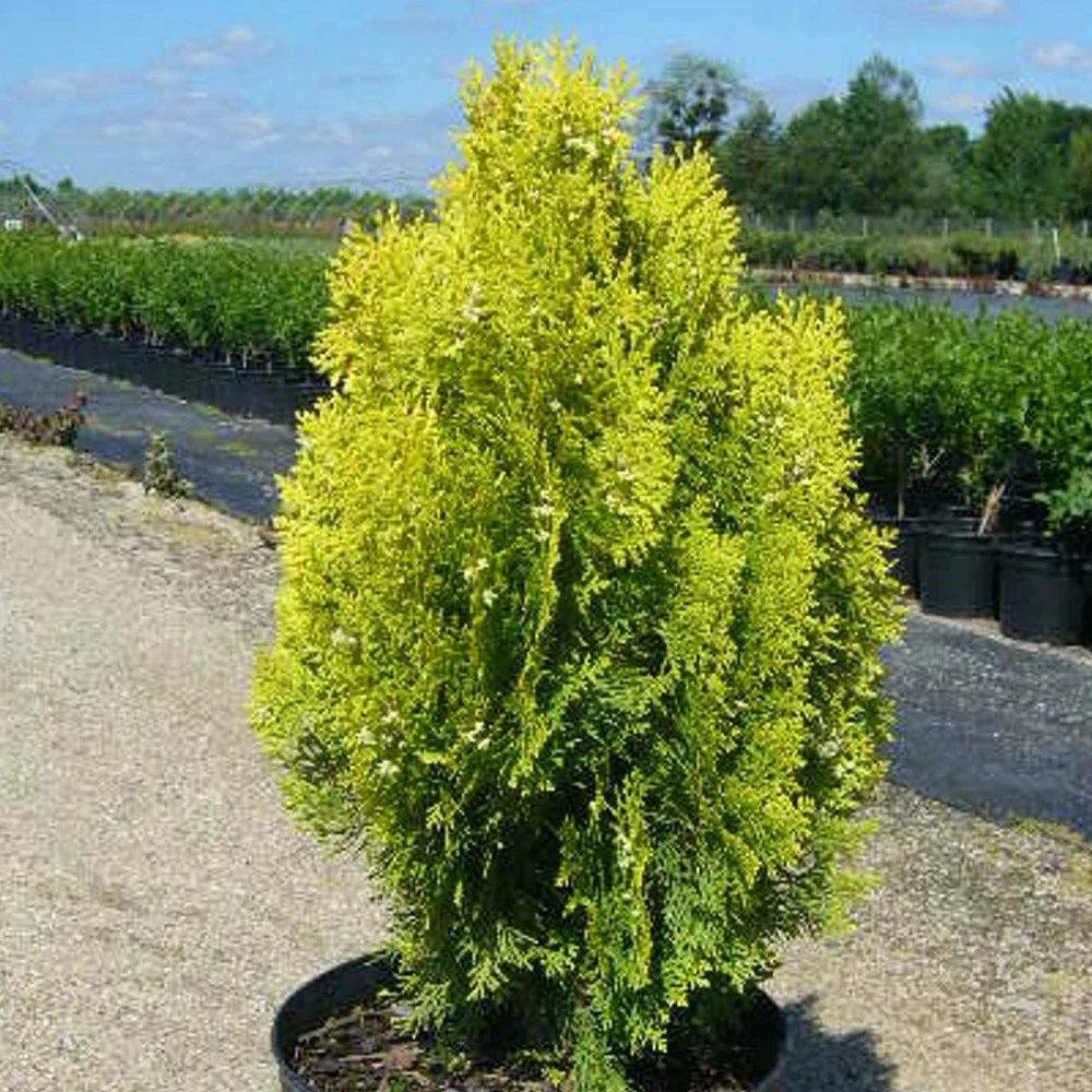 Thuya Du Canada Orientalis Semperaurea/pot De 12l - 50/60 Cm 3 Thuya Du Canada Orientalis Semperaurea/pot De 12l - 50/60 Cm