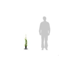 Chèvrefeuille Periclymenum Serotina/pot De 1,5l - Tuteur Bambou 30/60 Cm -Terre et Verdure 63efe6562eac30.15111862