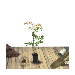 Glycine Du Japon Floribunda Cascade/pot De 3l - Echelle Bambou 60/120 Cm -Terre et Verdure 63efe661b48637.44880354