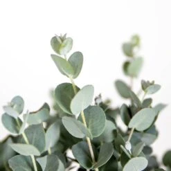 2x Eucalyptus Gunnii - Gommier - Arbuste - Persistant – ⌀17 Cm - ↕40-50 Cm 8 2x Eucalyptus Gunnii - Gommier - Arbuste - Persistant – ⌀17 Cm - ↕40-50 Cm -Terre et Verdure 63f3b93fa1eaf6.27824930