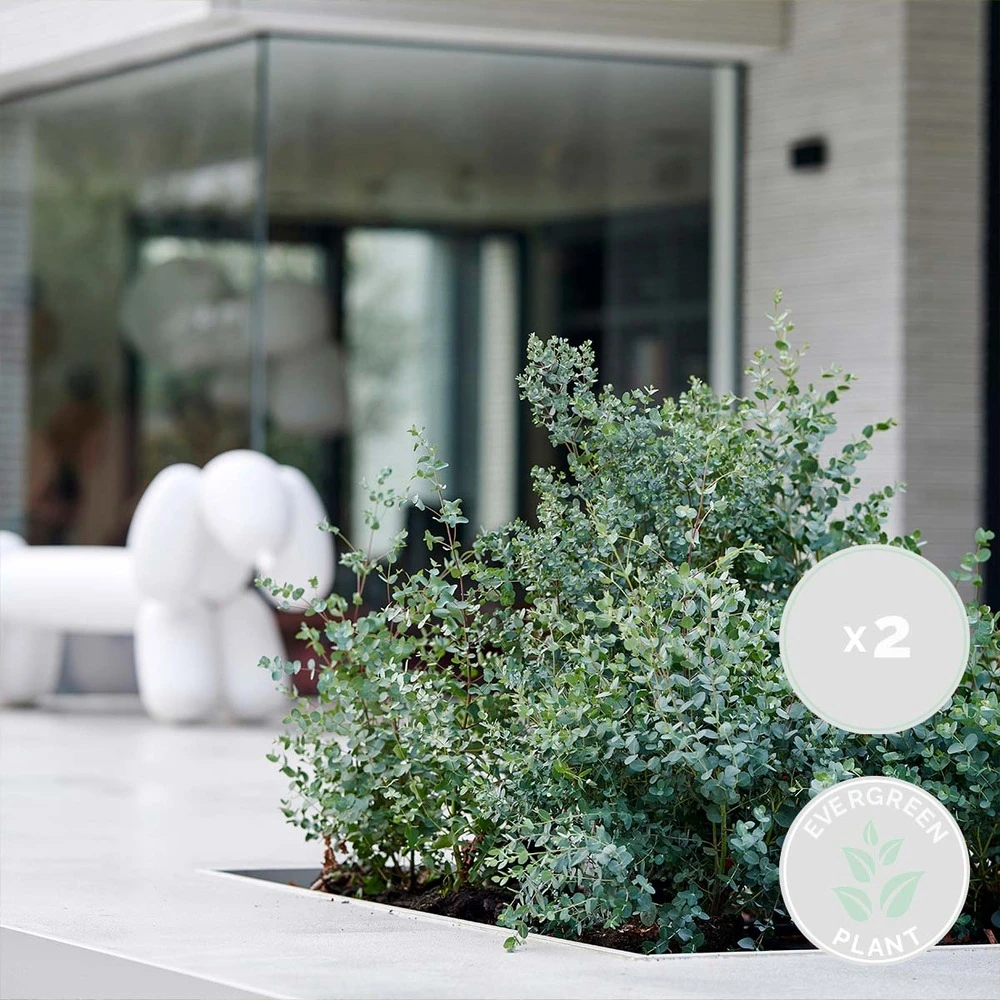 2x Eucalyptus Gunnii - Gommier - Arbuste - Persistant – ⌀17 Cm - ↕40-50 Cm 4 2x Eucalyptus Gunnii - Gommier - Arbuste - Persistant – ⌀17 Cm - ↕40-50 Cm – Image 2