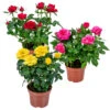 3x Mélange De Rosiers En Pot – Rosa – Patio & Plante D'intérieur – ⌀12cm – ↕20-30cm