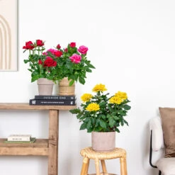 3x Mélange De Rosiers En Pot – Rosa – Patio & Plante D'intérieur – ⌀12cm – ↕20-30cm -Terre et Verdure 63f3b946bd22a2.84993476