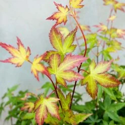 Acer Palmatum 'little Princess' – érable Du Japon – Arbuste - Rustique – ⌀19 Cm - ↕40-50 Cm -Terre et Verdure 63f3b95f4ce7f5.69030143