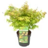 Acer Palmatum 'little Princess' – érable Du Japon – Arbuste - Rustique – ⌀19 Cm - ↕40-50 Cm -Terre et Verdure 63f3b95f55f939.03838412