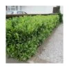 Laurier Palme Laurocerasus Otto Luyken/pot De 4l - 40/60 Cm -Terre et Verdure 63f4b5f8cf91b6.35003269