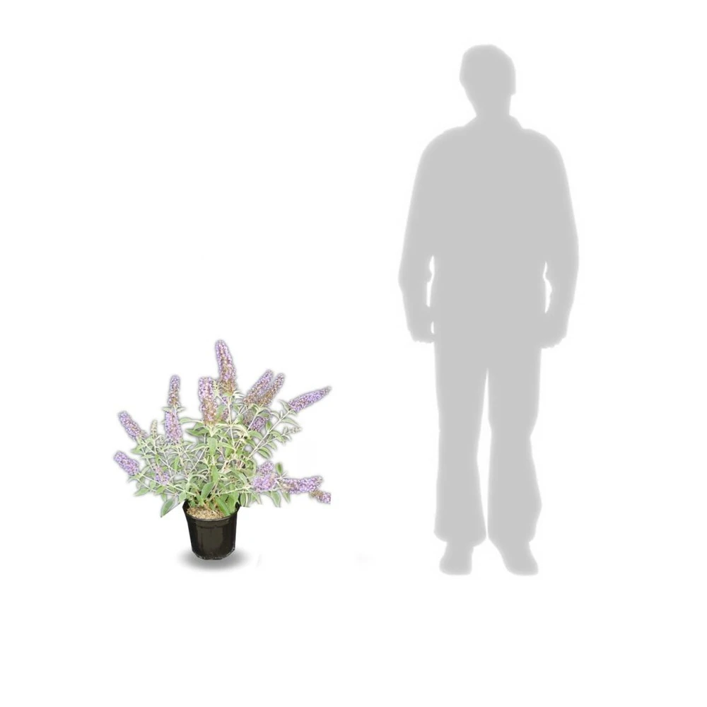 Arbre Aux Papillons Davidii Lochinch/pot De 7,5l - 60/80 Cm 5 Arbre Aux Papillons Davidii Lochinch/pot De 7,5l - 60/80 Cm – Image 3