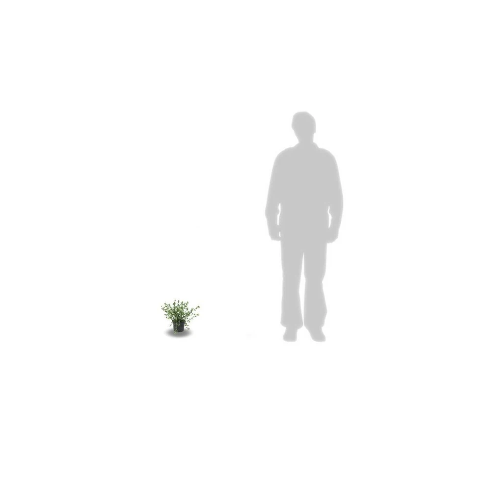 Ceanothe Delilianus Gloire De Versailles/pot De 3l - 20/40 Cm 4 Ceanothe Delilianus Gloire De Versailles/pot De 3l - 20/40 Cm – Image 2