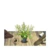 Ceanothe Delilianus Gloire De Versailles/pot De 3l - 20/40 Cm -Terre et Verdure 63f4b642c3c0b4.06344027