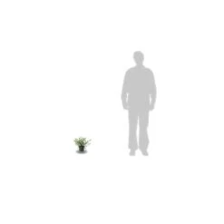 Ceanothe Delilianus Henry Desfosse/pot De 3l - 20/40 Cm -Terre et Verdure 63f4b648df0384.25797546