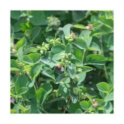 Symphorine X Doorenbosii White Hedge/pot De 3l - 20/40 Cm -Terre et Verdure 63f4b64ce40ad0.05906816