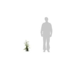 Buisson Ardent Coccinea Soleil D'or/pot De 3l - 60/80 Cm -Terre et Verdure 63f4b6699e5066.88681097