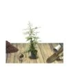 Buisson Ardent Coccinea Soleil D'or/pot De 3l - 60/80 Cm 1 Buisson Ardent Coccinea Soleil D'or/pot De 3l - 60/80 Cm -Terre et Verdure 63f4b669a67a62.21156166