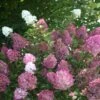 Hortensia Paniculata Sundae Fraise® 'rensun'/pot De 7,5l - 60/80 Cm -Terre et Verdure 63f4b6a9545f46.81815009