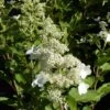 Hortensia Paniculata Kyushu/pot De 7,5l - 60/80 Cm -Terre et Verdure 63f4b6ab74fb75.69143893