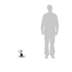 Hortensia Aspera Sargentiana/godet - 5/20 Cm -Terre et Verdure 63f4b9b3cb0404.24792586