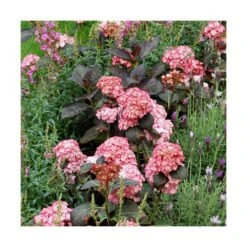 Hortensia You&me® Miss Saori 'h2002'/pot De 4l - 40/60 Cm 8 Hortensia You&me® Miss Saori 'h2002'/pot De 4l - 40/60 Cm -Terre et Verdure 63f4b9c537dd16.22125976
