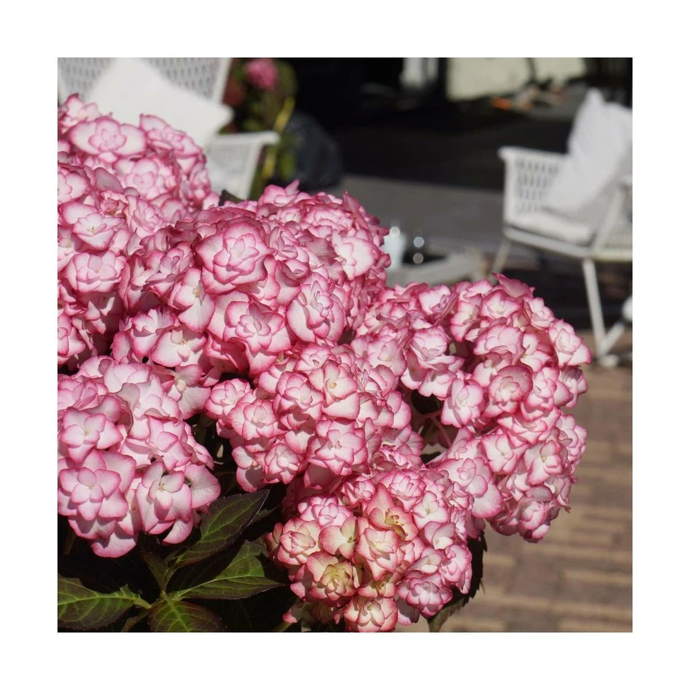 Hortensia You&me® Miss Saori 'h2002'/pot De 4l - 40/60 Cm 6 Hortensia You&me® Miss Saori 'h2002'/pot De 4l - 40/60 Cm – Image 4