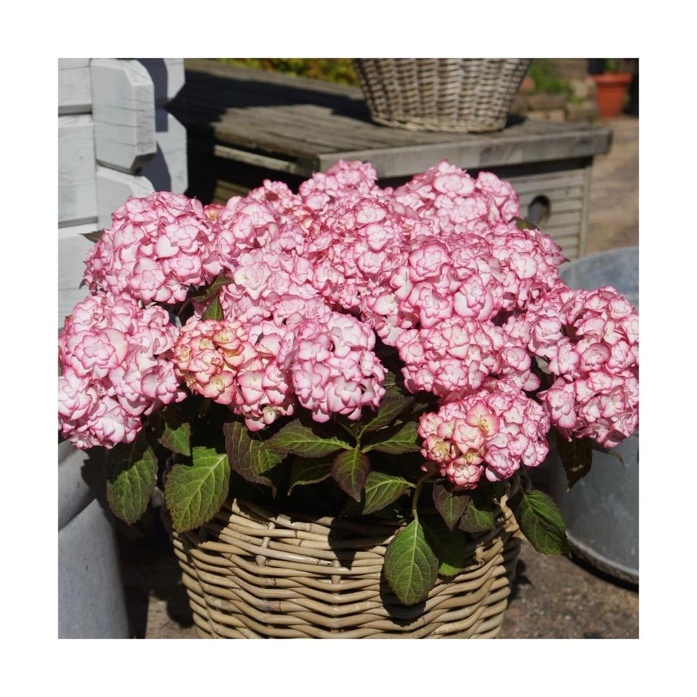 Hortensia You&me® Miss Saori 'h2002'/pot De 4l - 40/60 Cm 4 Hortensia You&me® Miss Saori 'h2002'/pot De 4l - 40/60 Cm – Image 2