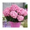 Hortensia You&me® Miss Saori 'h2002'/pot De 4l - 40/60 Cm -Terre et Verdure 63f4b9c5476631.13398440