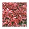 Photinia X Fraseri Little Red Robin/pot De 5l - 40/60 Cm -Terre et Verdure 63f4b9d591ef53.60812525
