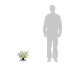 Arbre Aux Papillons Davidii Empire Blue/pot De 3l - 20/40 Cm -Terre et Verdure 63f4b9e5634402.74822085