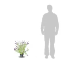 Arbre Aux Papillons Davidii Black Knight/pot De 4l - 40/60 Cm -Terre et Verdure 63f4b9ebbeb436.52219515