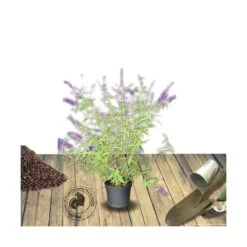Arbre Aux Papillons Davidii Black Knight/pot De 4l - 40/60 Cm -Terre et Verdure 63f4b9ebd0db17.13399831