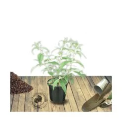 Arbre Aux Papillons Davidii White Profusion/pot De 4l - 40/60 Cm -Terre et Verdure 63f4b9ee7220f2.27861128