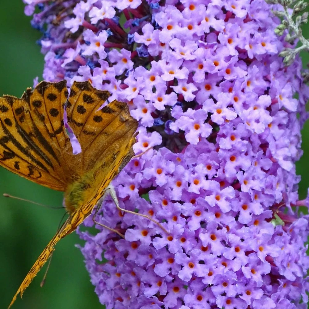 Arbre Aux Papillons Davidii Nanho Blue/pot De 3 L - 40/50 Cm 3 Arbre Aux Papillons Davidii Nanho Blue/pot De 3 L - 40/50 Cm