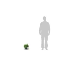 Potentille Fruticosa Red Ace/pot De 3l - 40/60 Cm -Terre et Verdure 63f4ba182f8b51.90939908