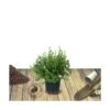 Potentille Fruticosa Red Ace/pot De 3l - 40/60 Cm 1 Potentille Fruticosa Red Ace/pot De 3l - 40/60 Cm -Terre et Verdure 63f4ba1835df38.67470566
