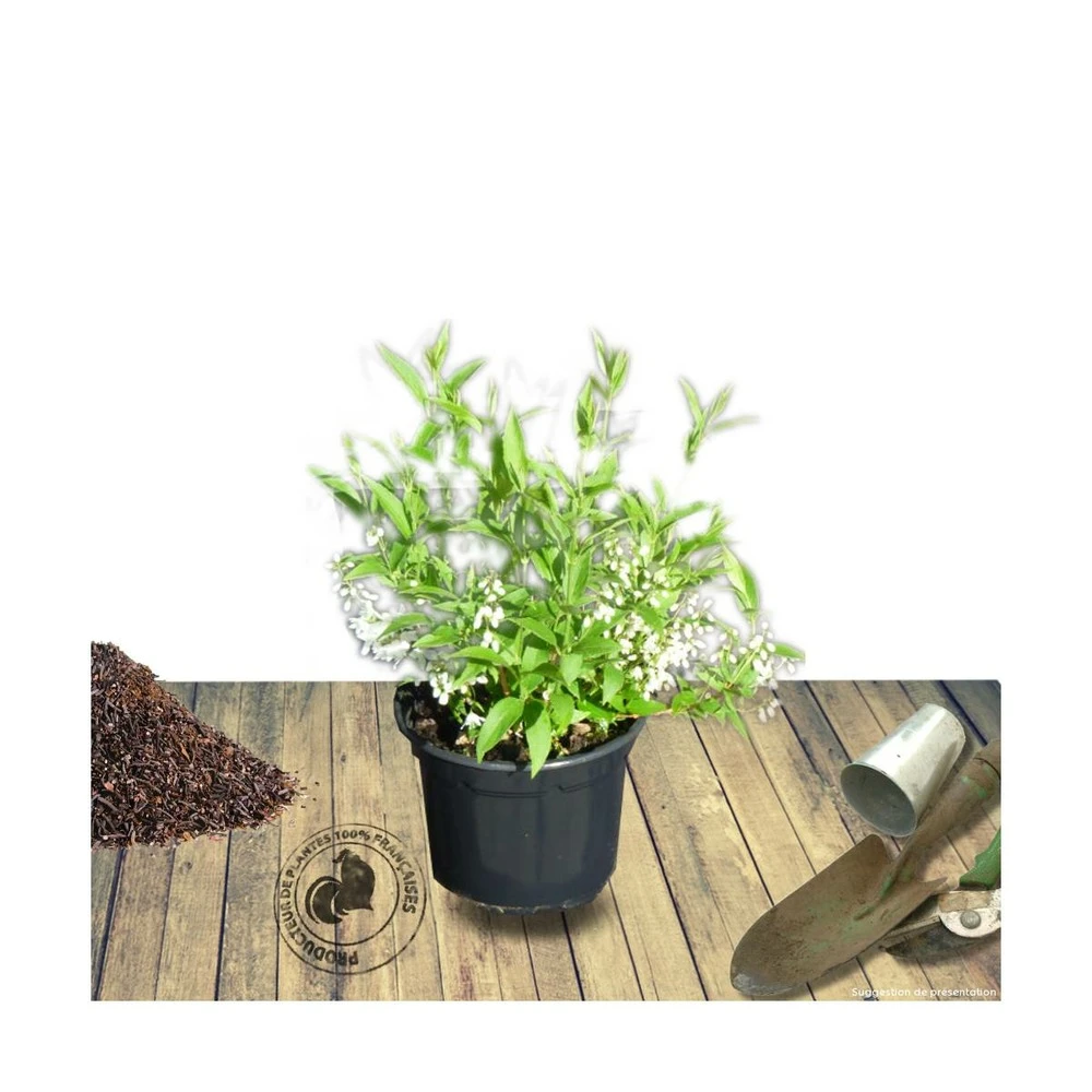 Deutzie X Hybrida Yuki Cherry Blossom® 'ncdx2'/pot De 4l - 20/40 Cm 3 Deutzie X Hybrida Yuki Cherry Blossom® 'ncdx2'/pot De 4l - 20/40 Cm