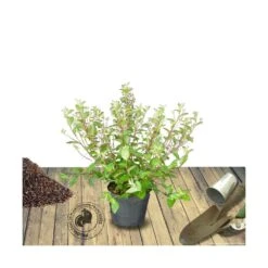 Ceanothe Delilianus Gloire De Versailles/pot De 7,5l - 40/60 Cm -Terre et Verdure 63f4ba24b08ac3.00229595