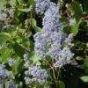Ceanothe Delilianus Gloire De Versailles/pot De 7,5l - 40/60 Cm -Terre et Verdure 63f4ba24b48c00.42670376