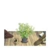 Escallonia X Donard Radiance/pot De 3l - 20/40 Cm -Terre et Verdure 63f4ba29b83c45.99982197