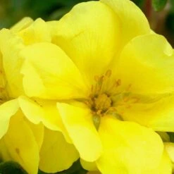 Potentille Fruticosa Double Punch® Gold 'minjau03'/pot De 1,5l - Tuteur Bambou 30/60 Cm -Terre et Verdure 63f4ba344e6d44.09594275