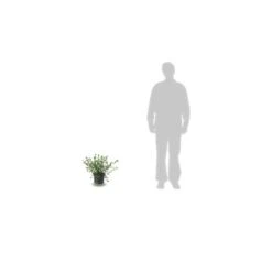 Ceanothe Pallidus Marie Simon/pot De 7,5l - 40/60 Cm -Terre et Verdure 63f4ba37e83027.14538344