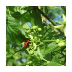 Fusain D'europe Europaeus/pot De 3l - 40/60 Cm -Terre et Verdure 63f4ba42a1b922.67424336